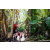Team 330 / Raid Amazones Sri Lanka 2023 - J6 Trail