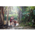 Team 05 / Raid Amazones Sri Lanka 2023 - J6 Trail